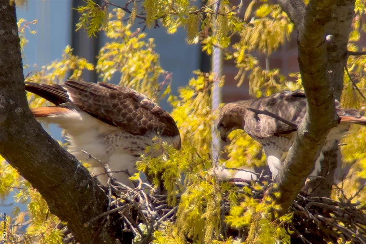 Red-tailed Hawk - ML617941442