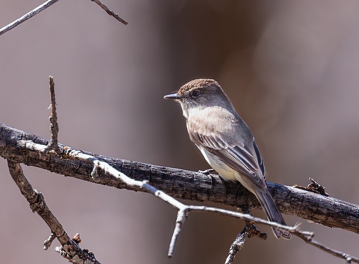 Eastern Phoebe - ML617941483