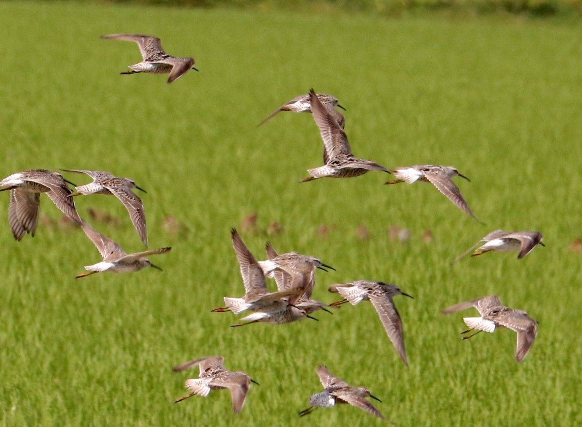 Stilt Sandpiper - ML617941506