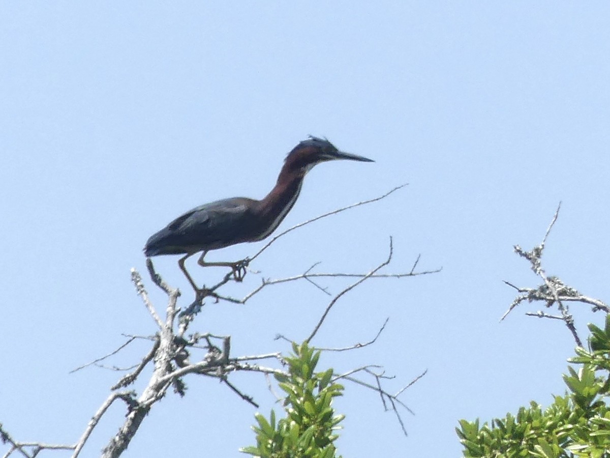 Green Heron - ML617941507