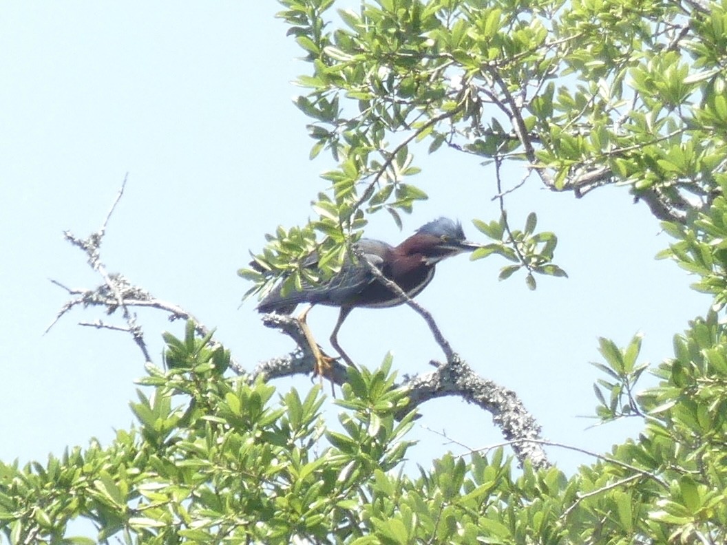 Green Heron - ML617941508