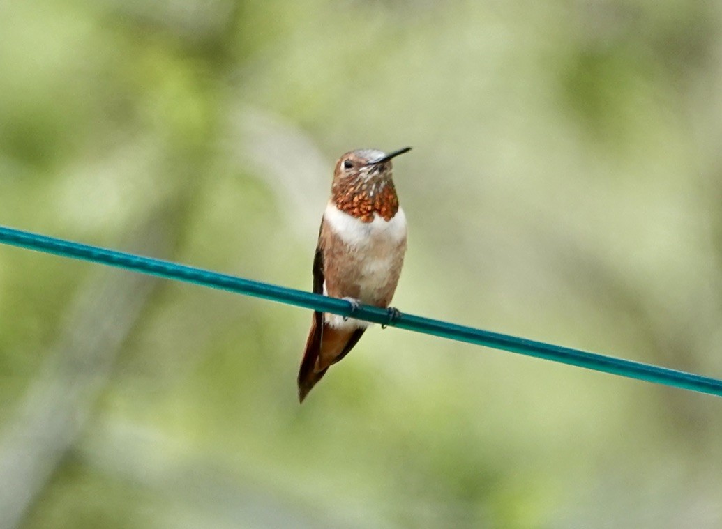Rufous Hummingbird - ML617941539