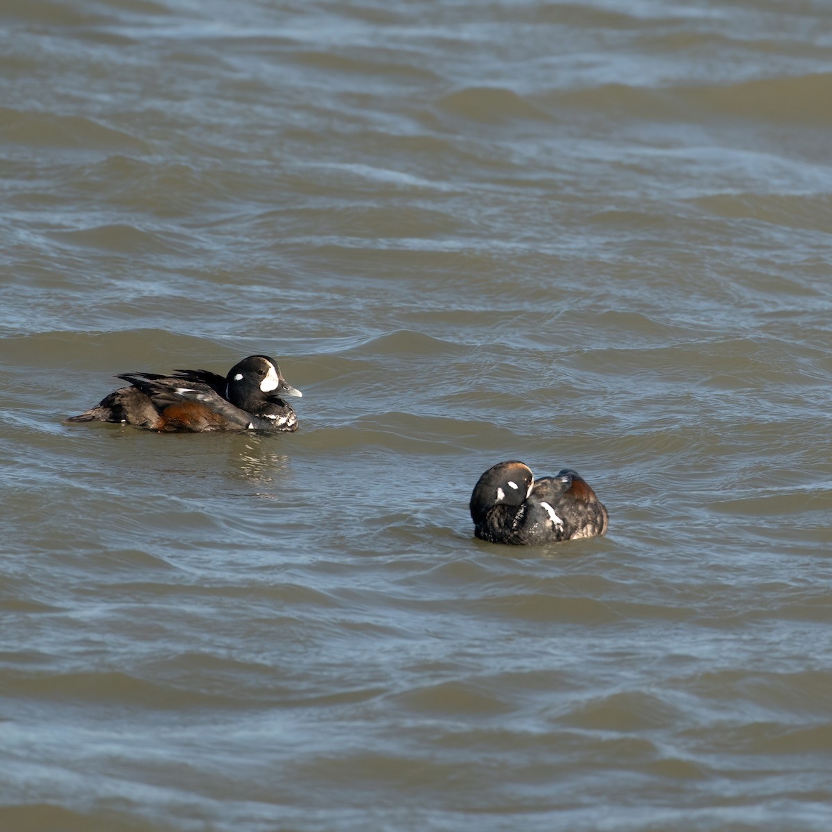 Harlequin Duck - ML617941561