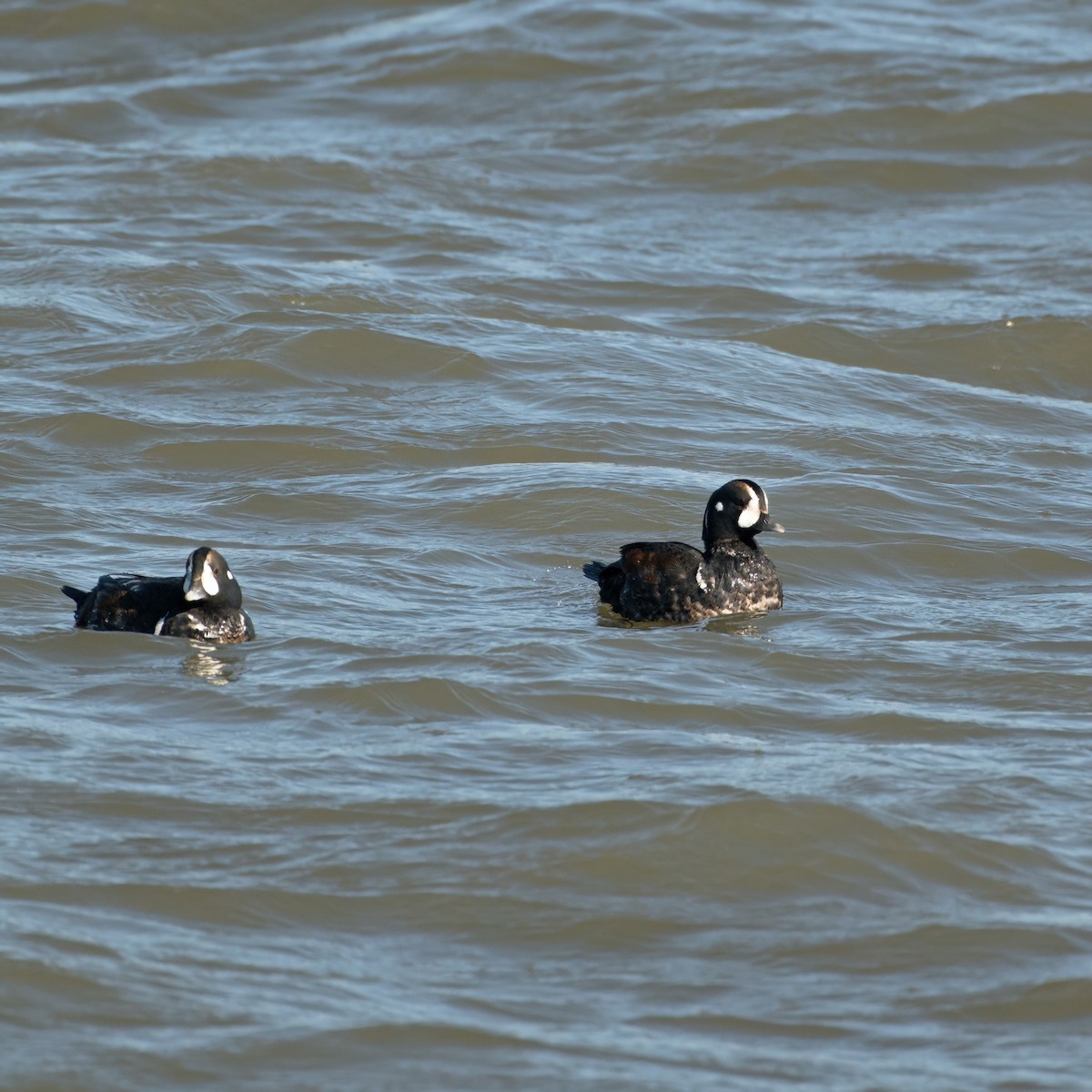 Harlequin Duck - ML617941562