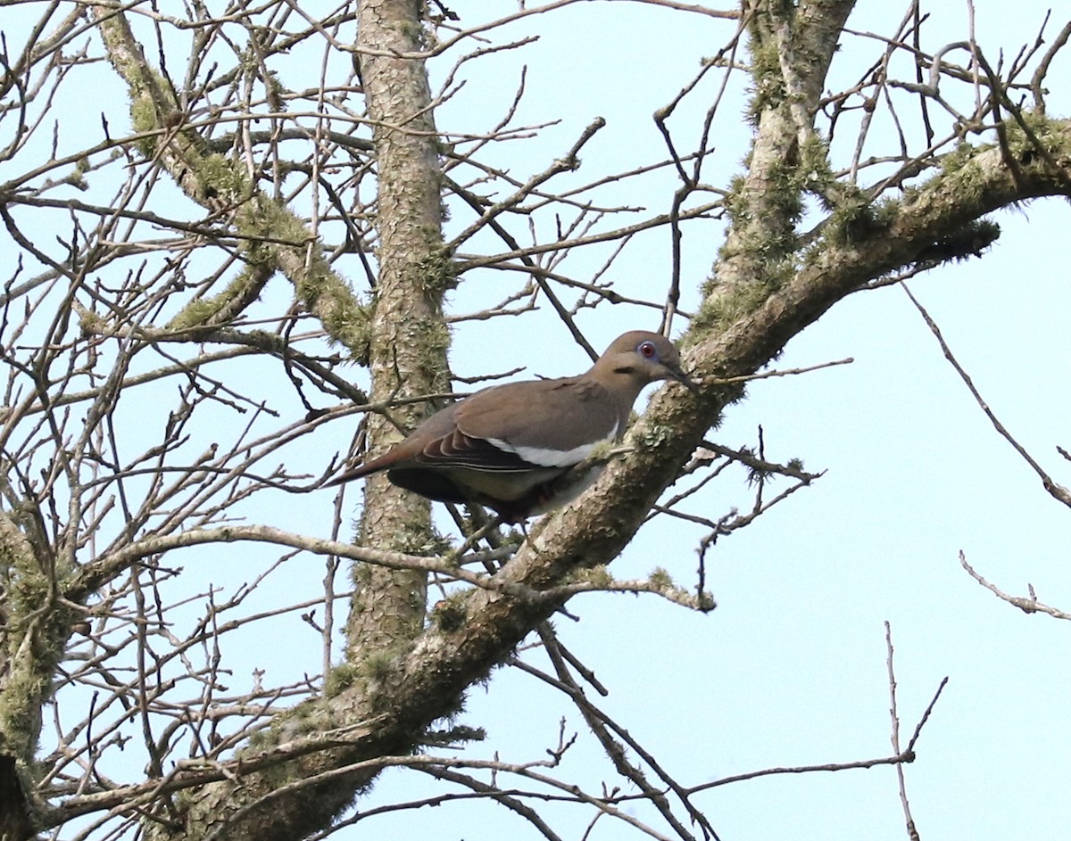 White-winged Dove - ML617941575