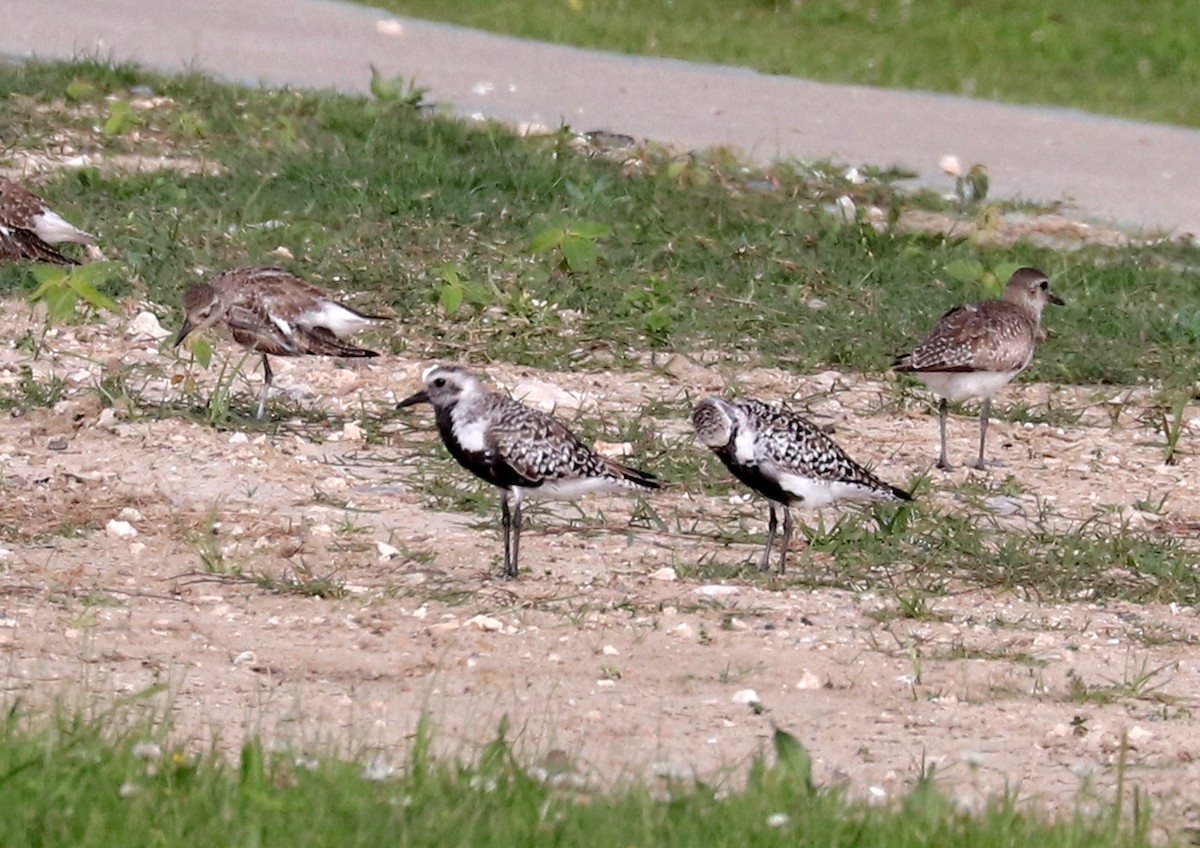 Black-bellied Plover - ML617941585