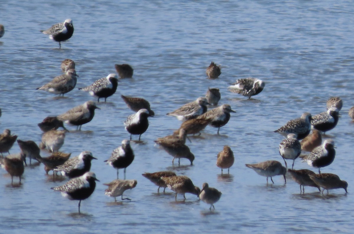 Black-bellied Plover - ML617941586