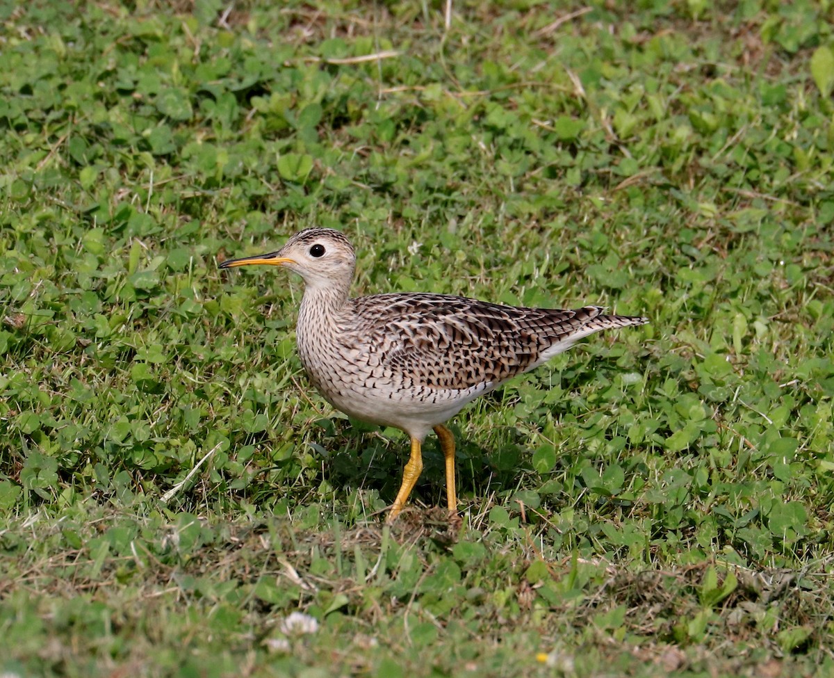 Upland Sandpiper - ML617941600