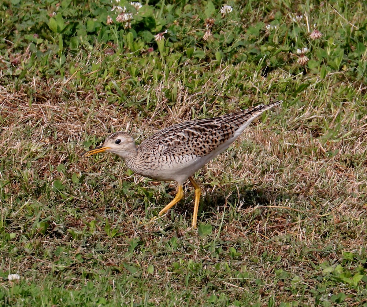 Upland Sandpiper - ML617941609