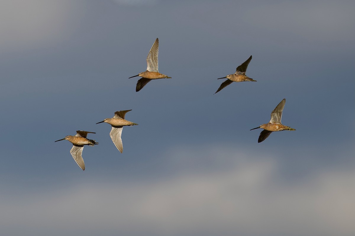 Long-billed Dowitcher - Bill Schneider