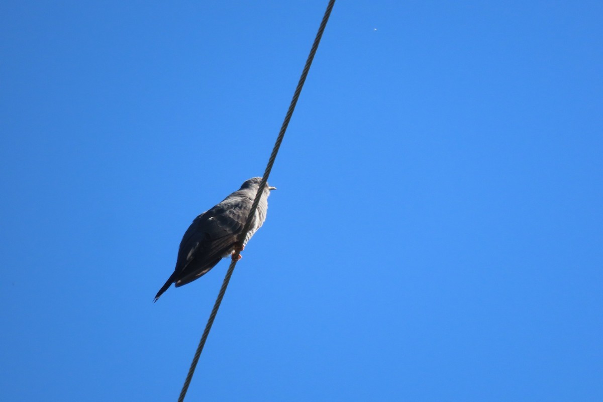 Coucou gris - ML617941650