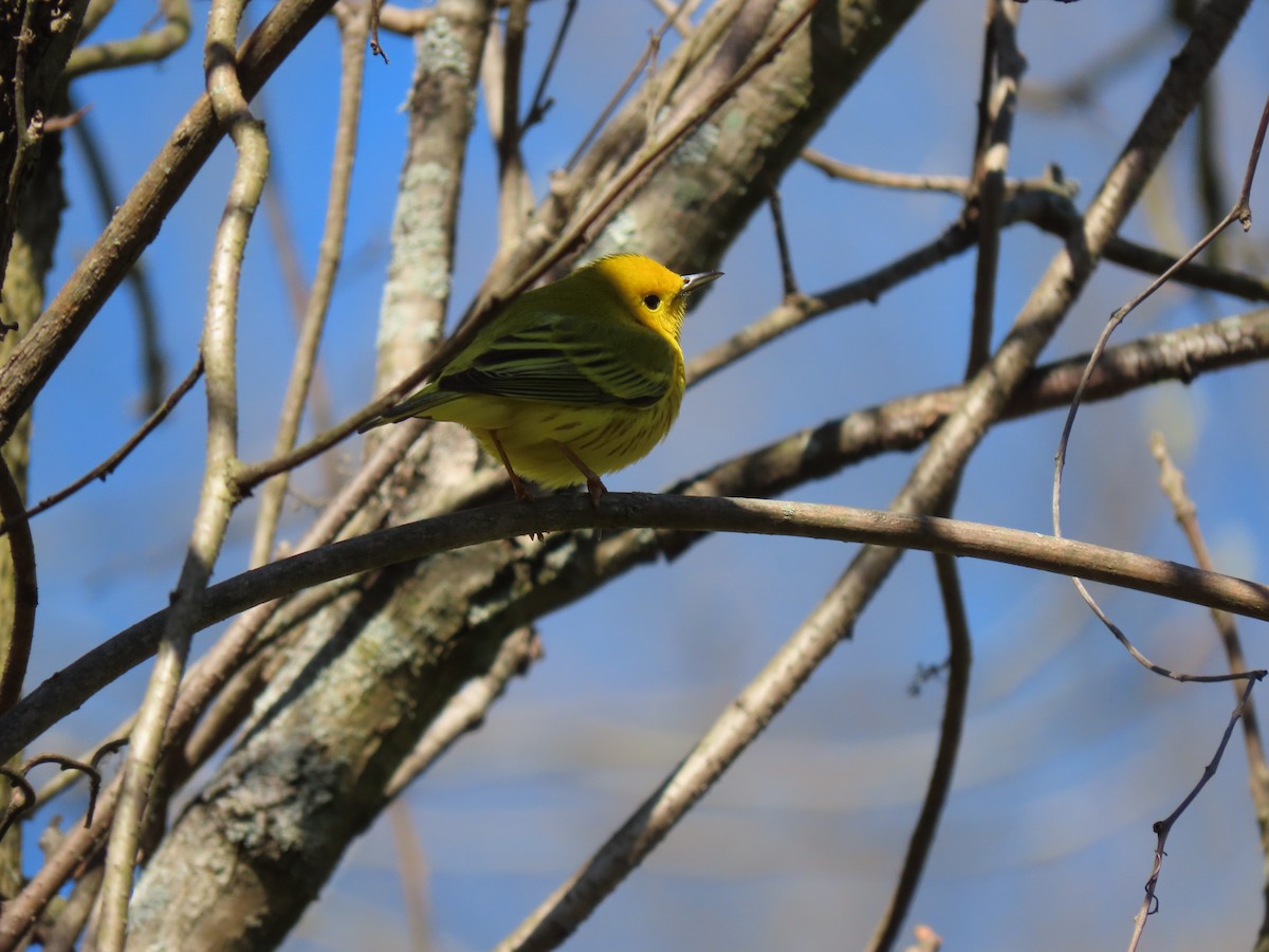 Yellow Warbler - Jannie Shapiro