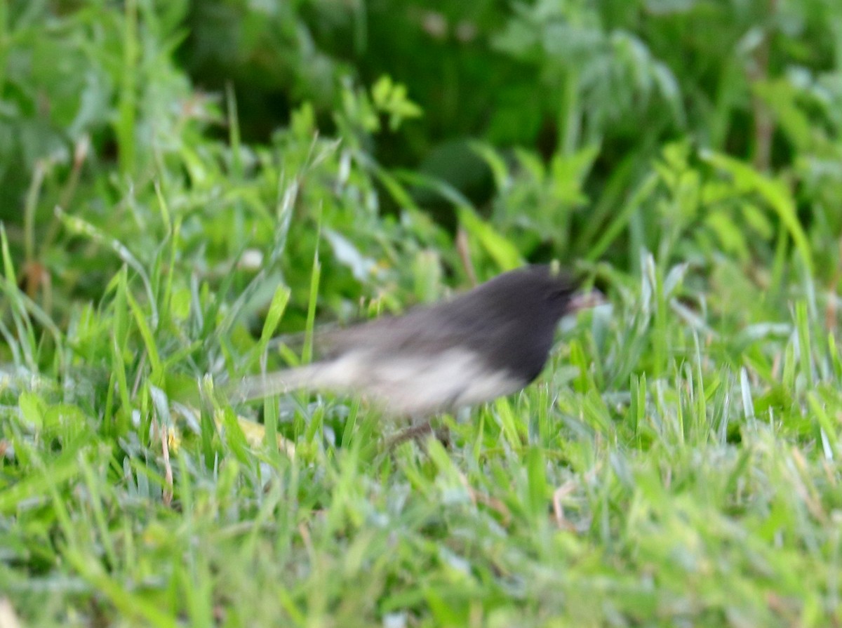 Dark-eyed Junco - ML617941666