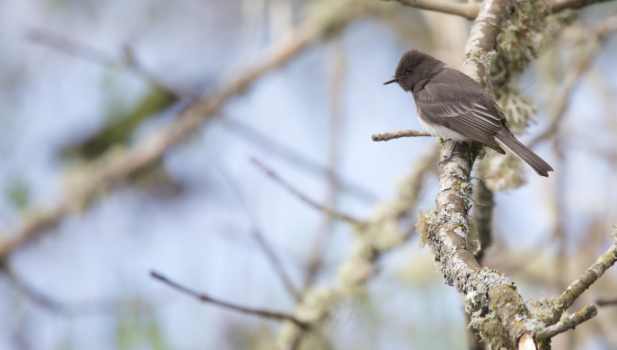 Black Phoebe - ML617941667