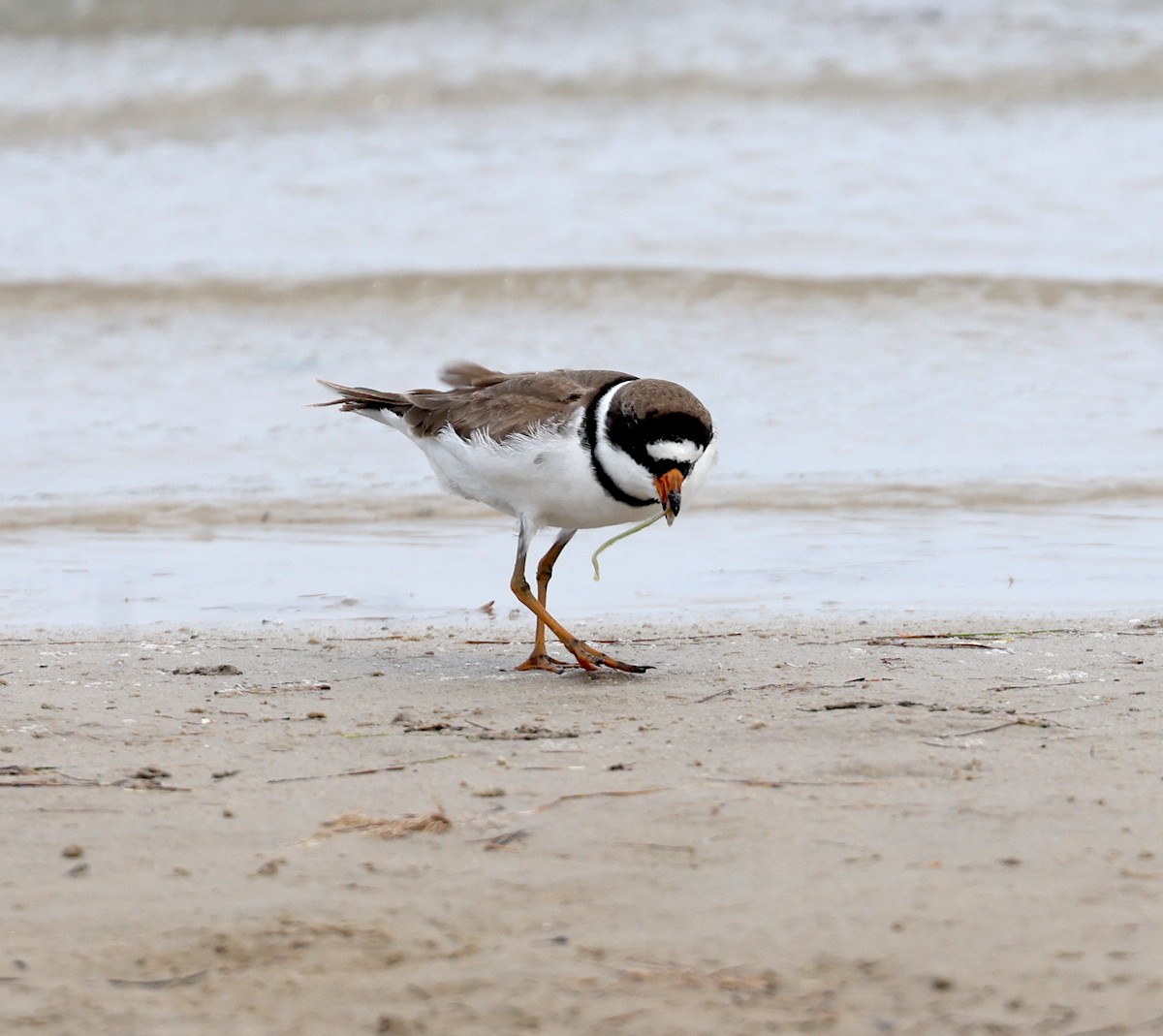 Semipalmated Plover - ML617941668