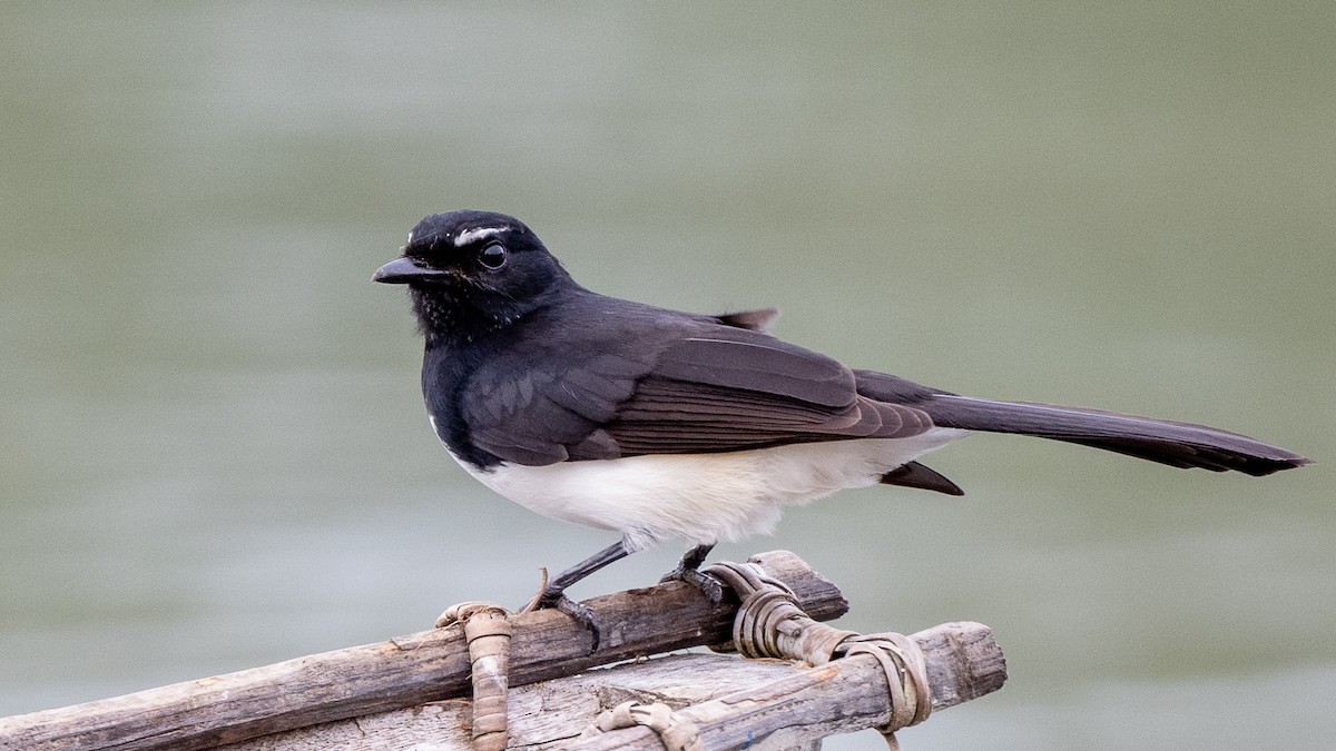 Willie-wagtail - ML617941682