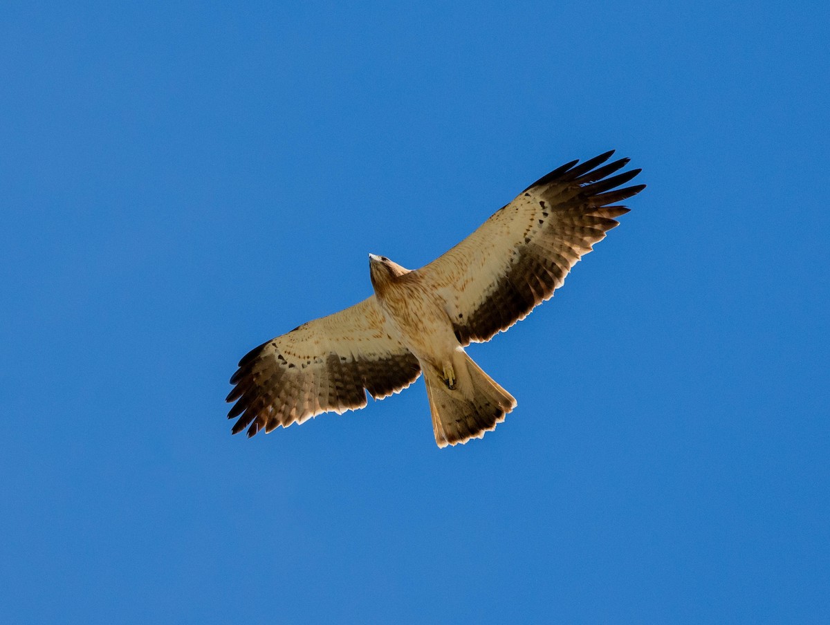 Booted Eagle - ML617941715