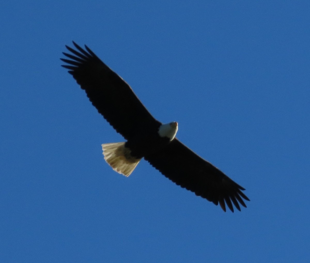 Weißkopf-Seeadler - ML617941722