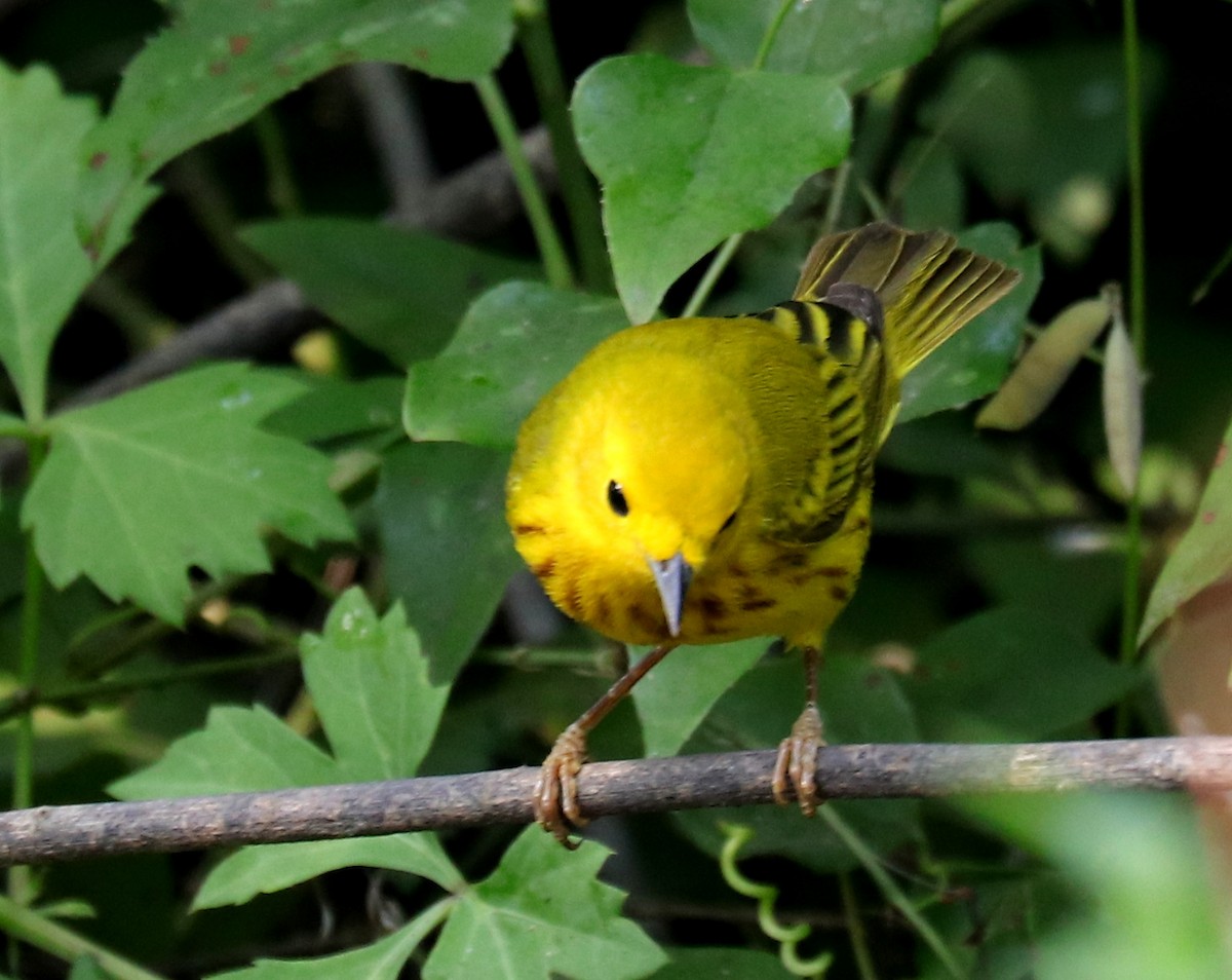 Yellow Warbler - ML617941770