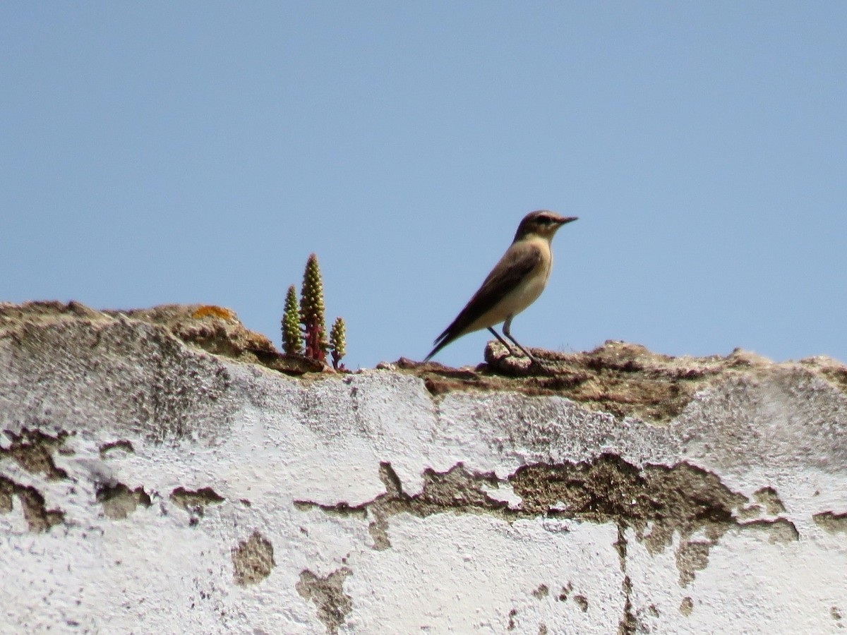 Northern Wheatear - ML617941777