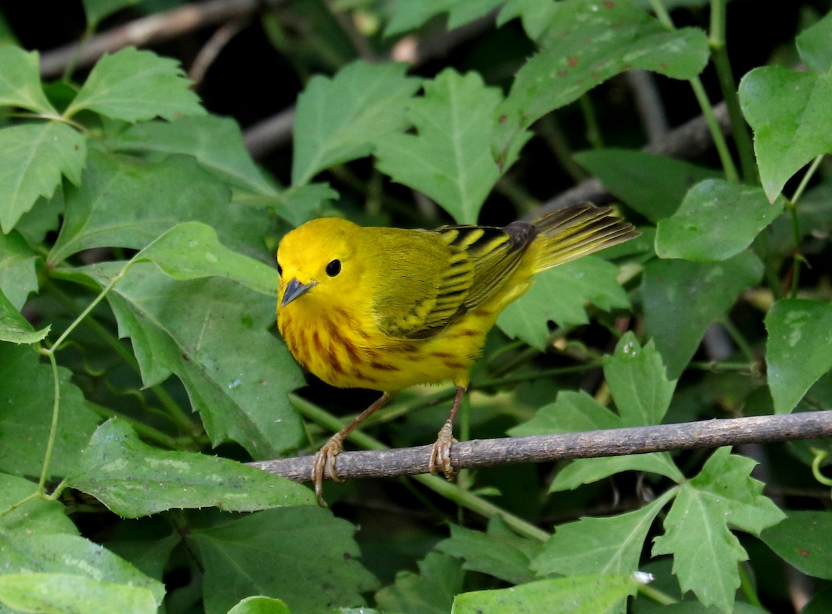 Yellow Warbler - ML617941779