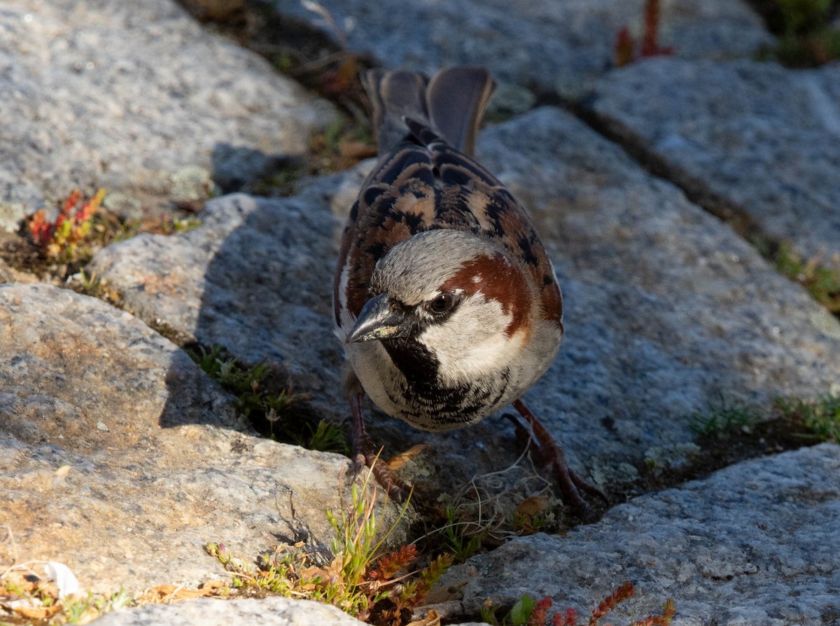 Moineau domestique - ML617941782