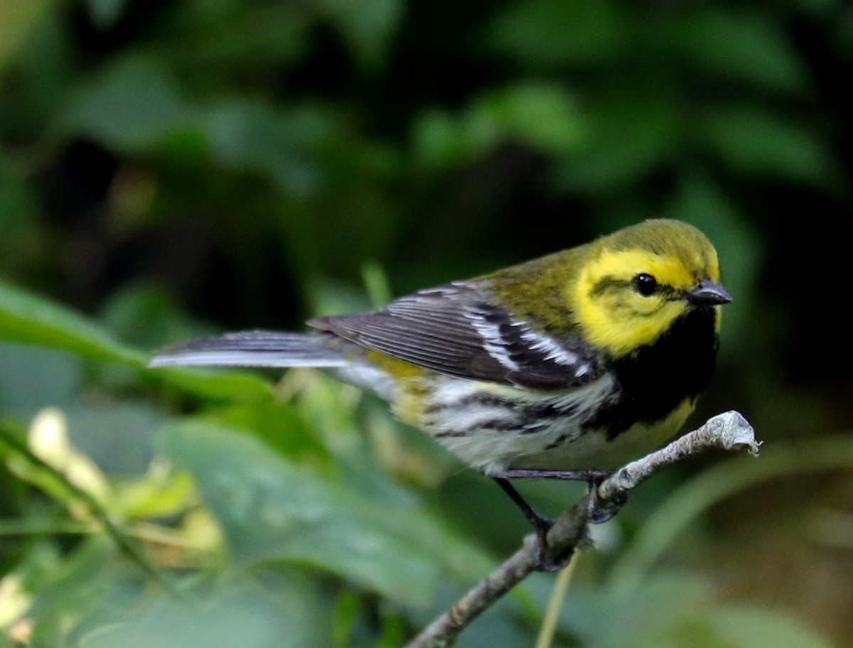 Grünmantel-Waldsänger - ML617941794