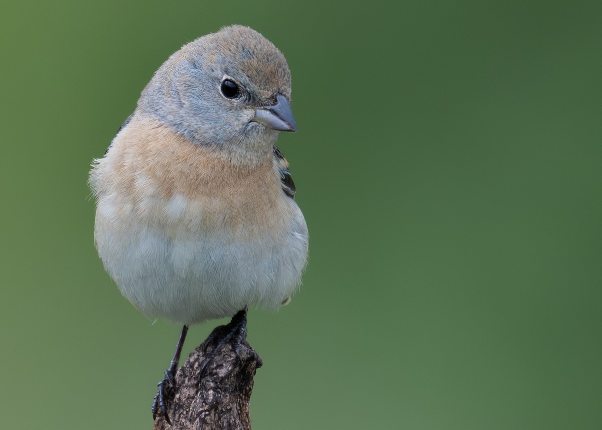 Lazuli Bunting - Herb Elliott