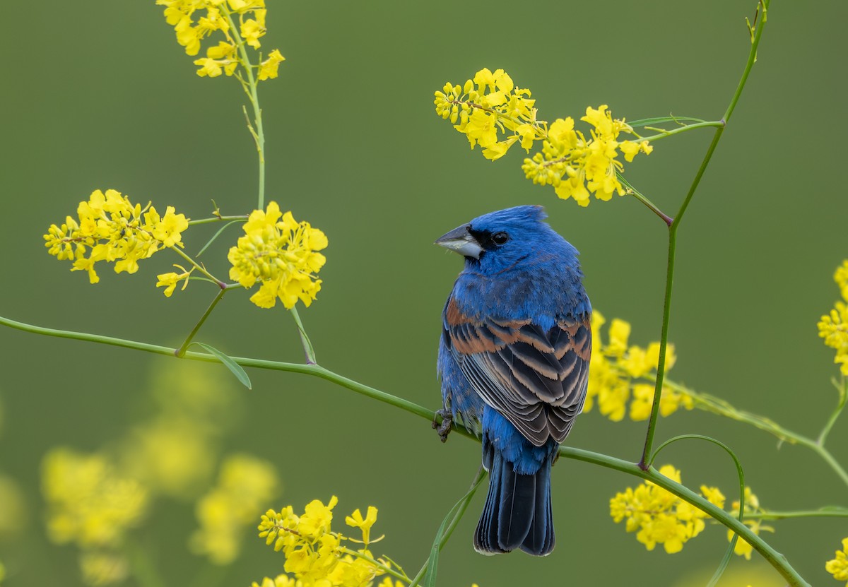 Blue Grosbeak - Herb Elliott