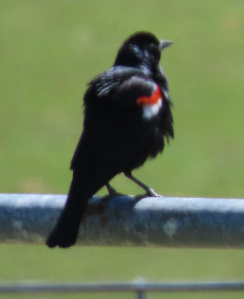 Tricolored Blackbird - ML617941852