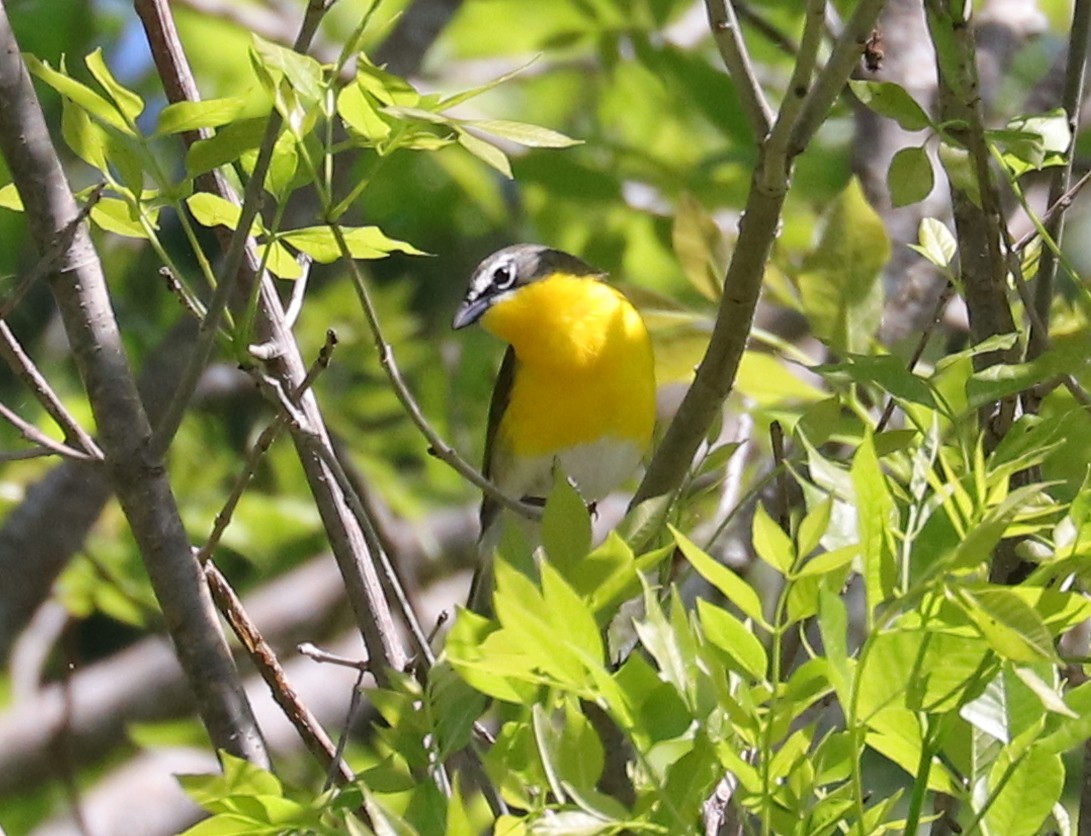 Yellow-breasted Chat - Joelle Finley