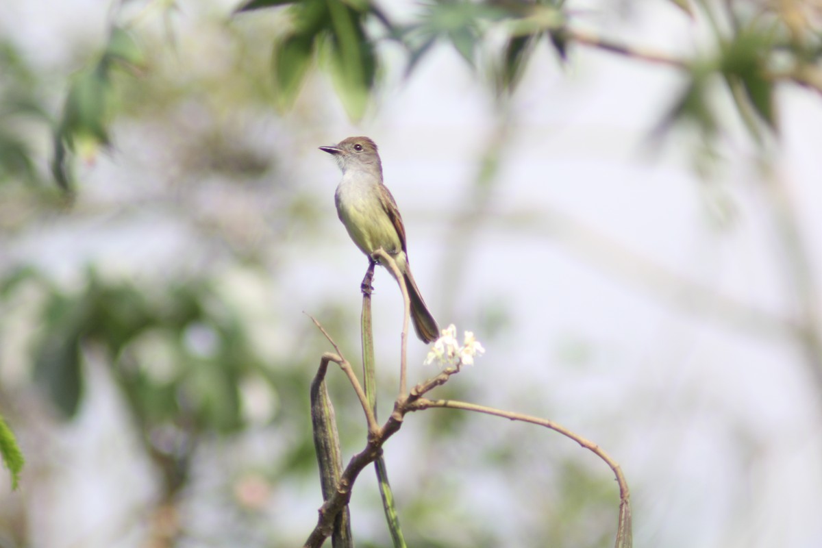 Yucatan Flycatcher - Carlos Javier Tec