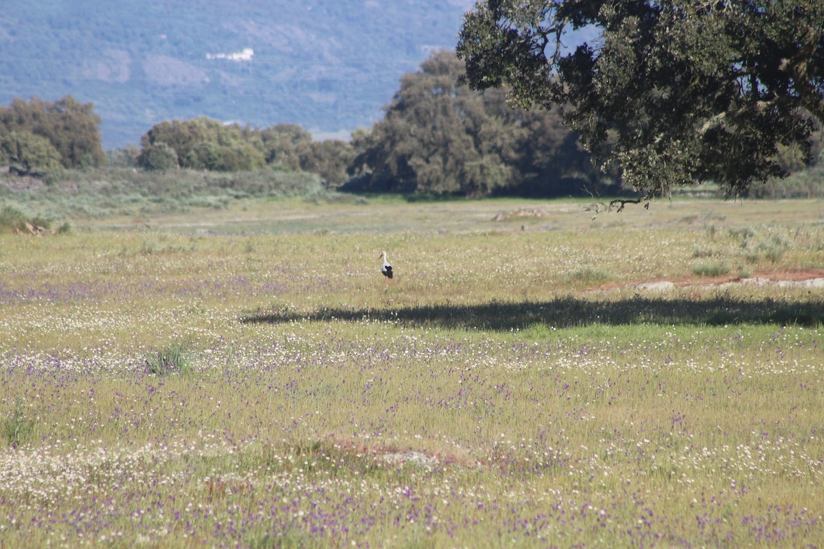 White Stork - ML617941961