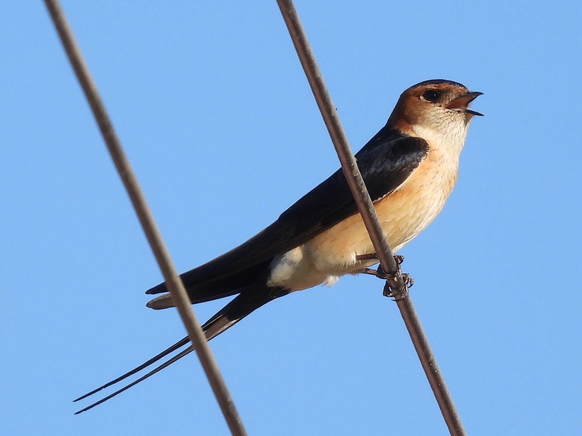 Golondrina Dáurica - ML617941978