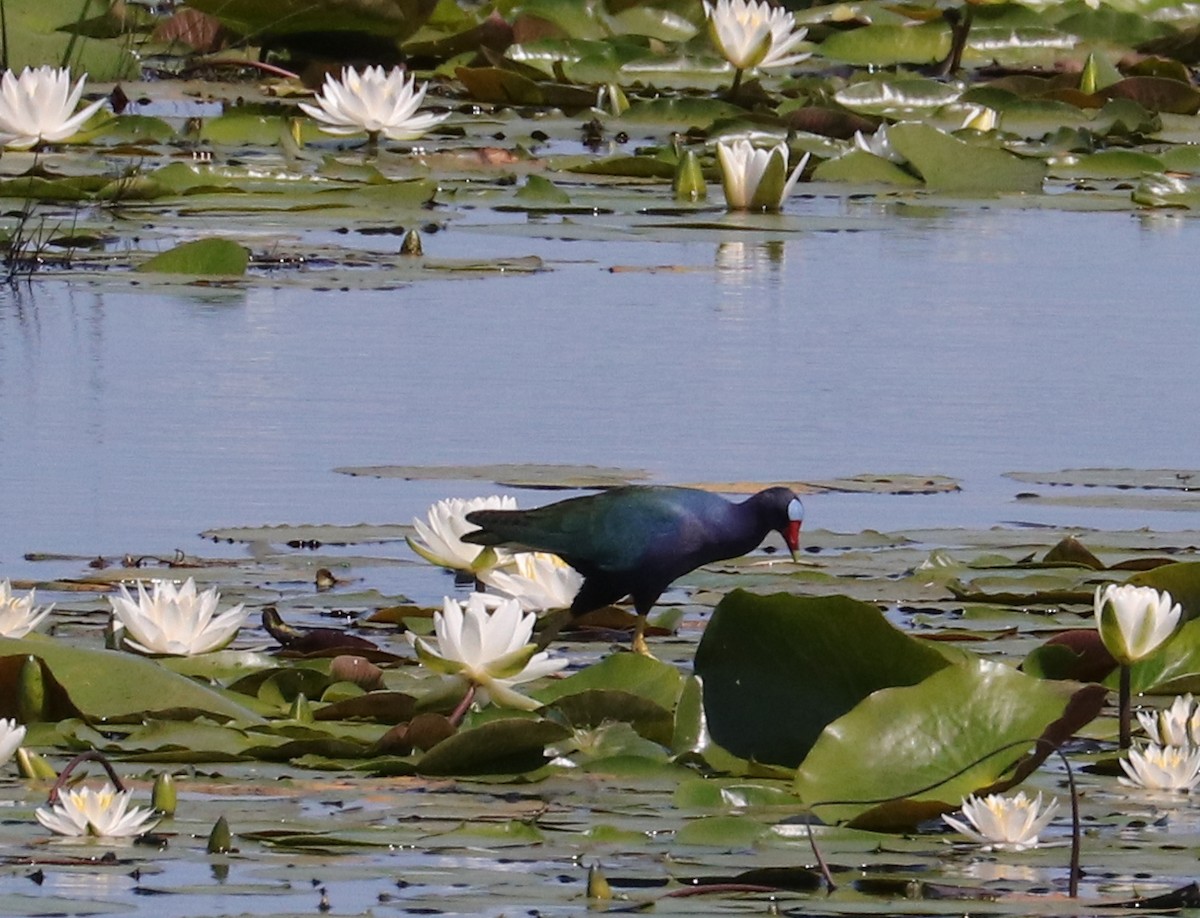 Purple Gallinule - Joelle Finley