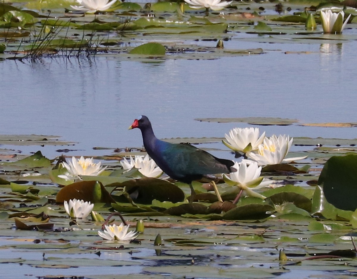 Purple Gallinule - Joelle Finley