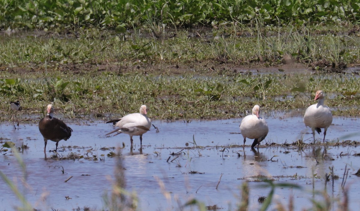 Snow Goose - ML617942013