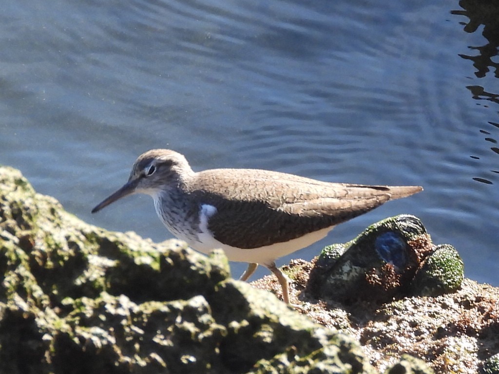 Common Sandpiper - ML617942043