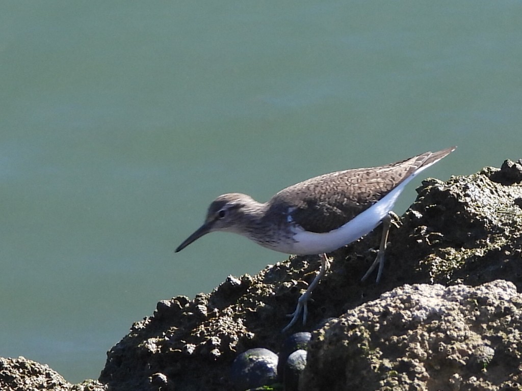 Common Sandpiper - ML617942044