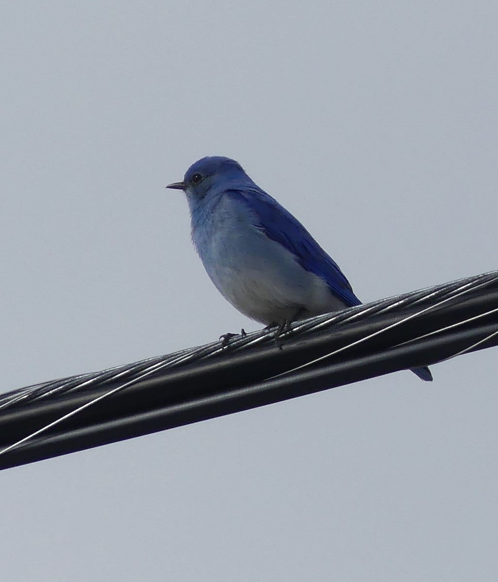 Mountain Bluebird - T A