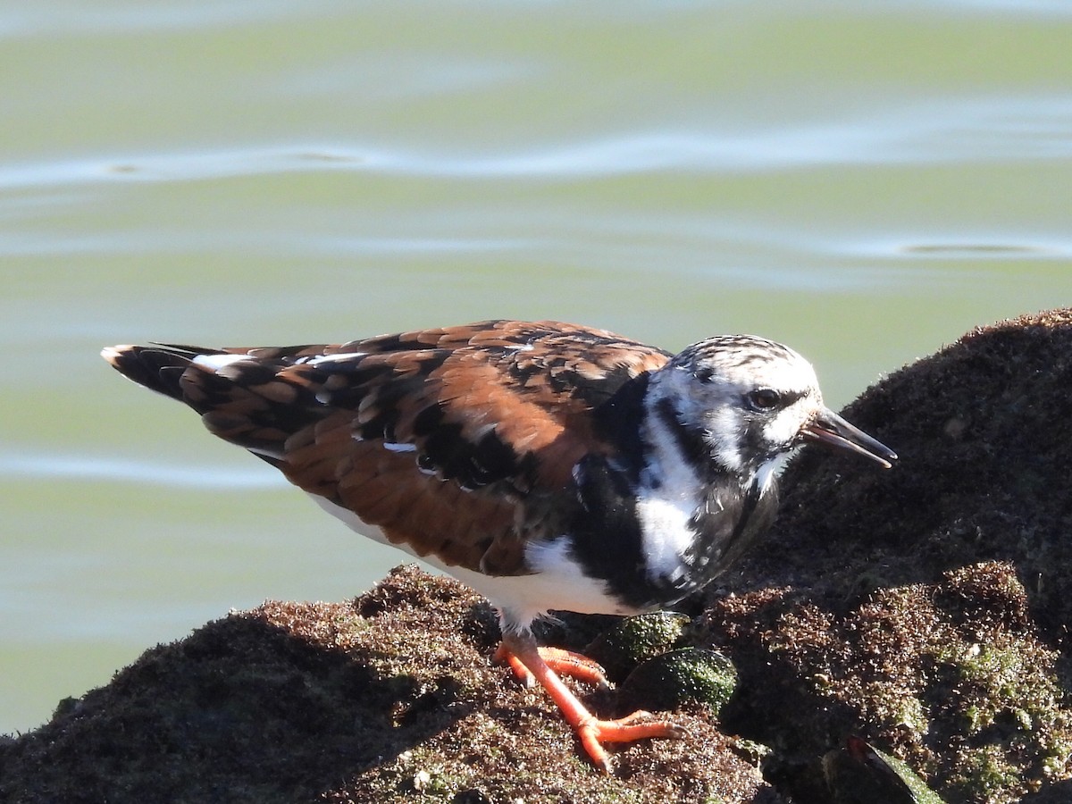 Ruddy Turnstone - Scott Fox