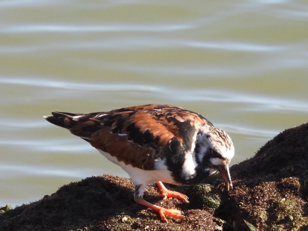 Ruddy Turnstone - Scott Fox