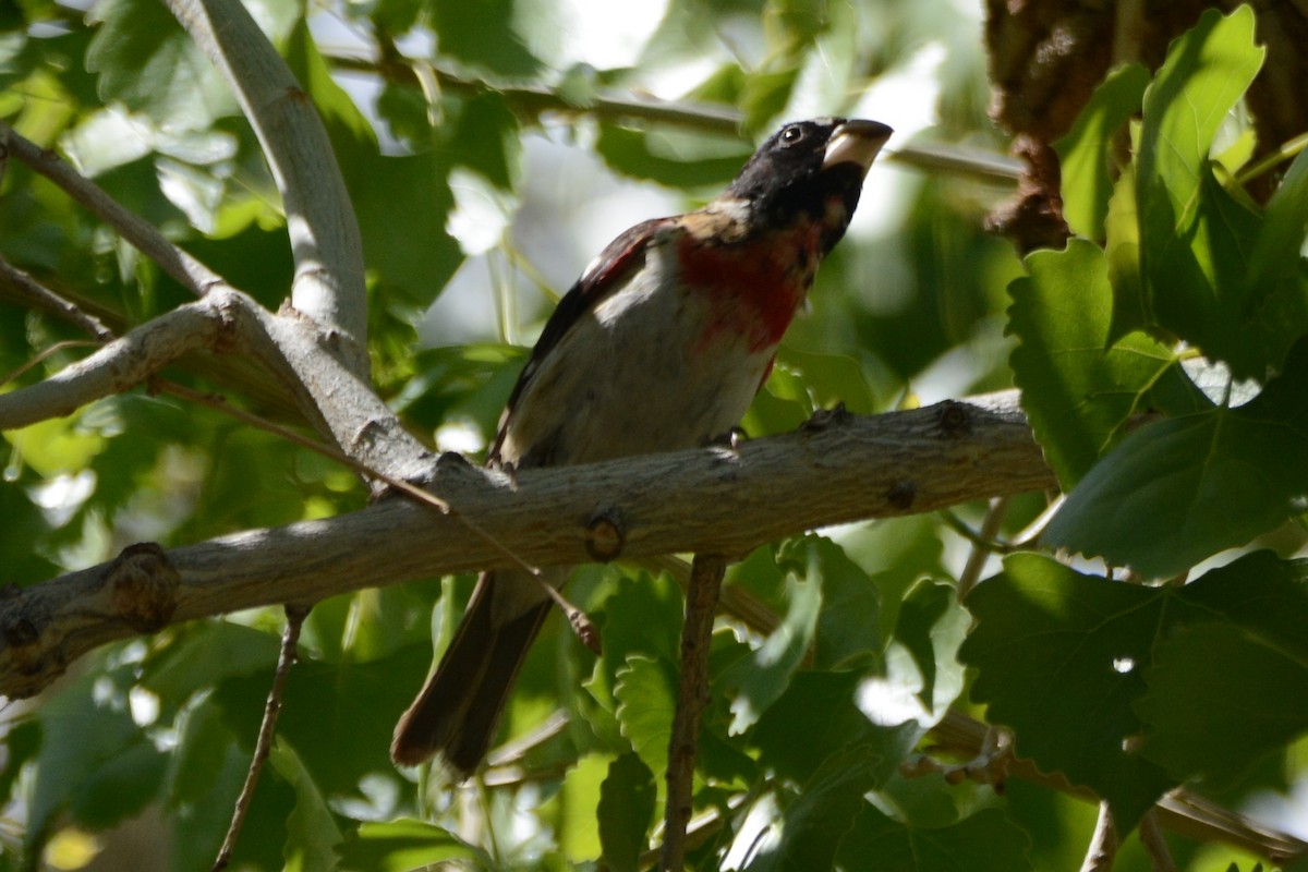 Rose-breasted Grosbeak - ML617942071