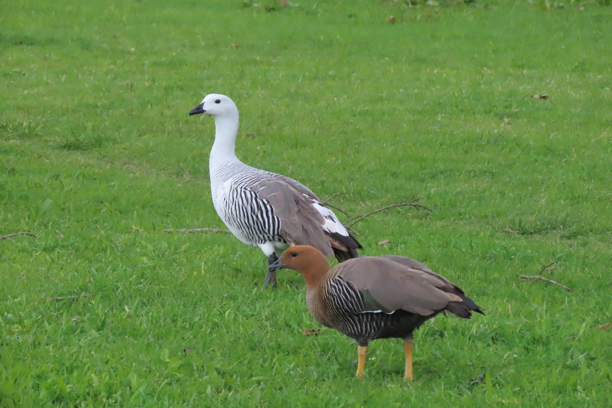 Upland Goose - ML617942087