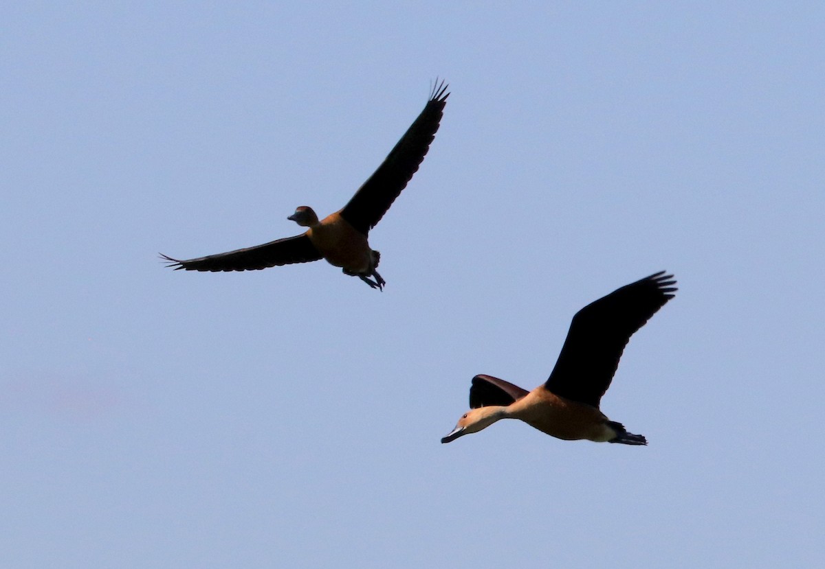 Fulvous Whistling-Duck - ML617942093