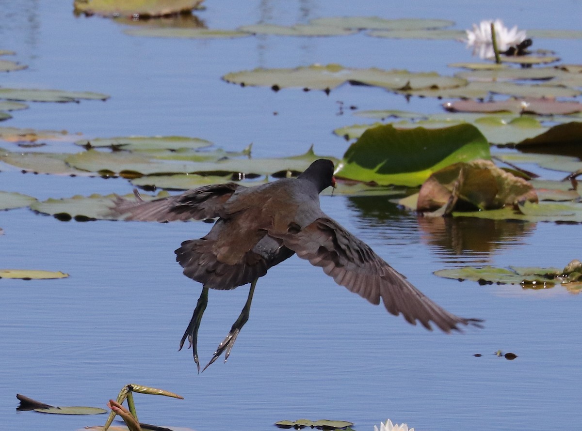 Common Gallinule - Joelle Finley