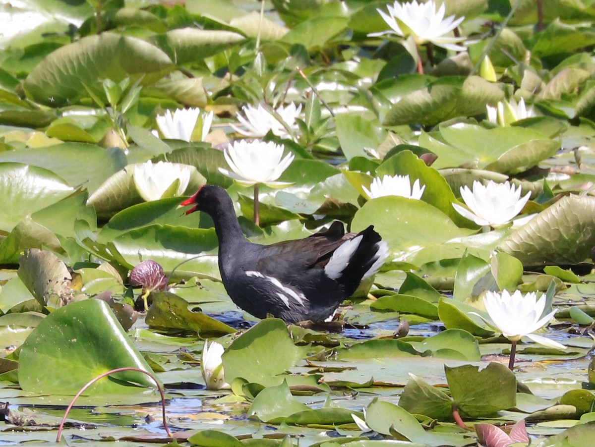 Gallinule d'Amérique - ML617942128