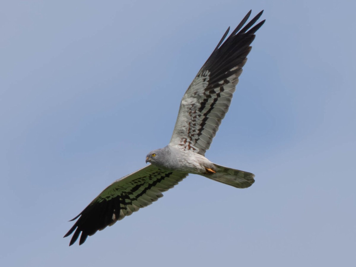 Montagu's Harrier - João  Esteves