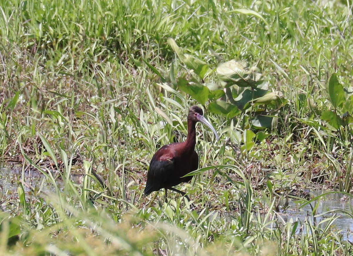 Ibis à face blanche - ML617942169