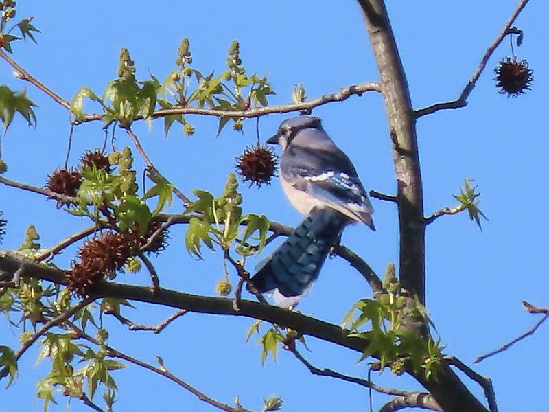 Blue Jay - ML617942172